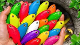 Thumbnail: Catching INSANE Rare Aquarium Fish in a Tiny Pond!
