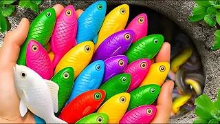 Thumbnail: Catching INSANE Baby Koi & Cute Fish in a Small Pond!