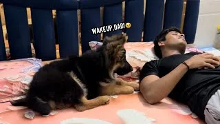 Thumbnail: German Shepherd Puppy Wakes Up Dad (Cutest Alarm Clock Ever) 🐶❤️ 