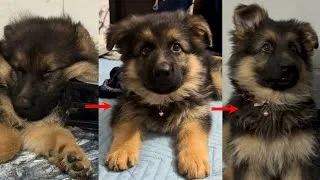 Thumbnail: My German Shepherd Puppy’s First Week at Home