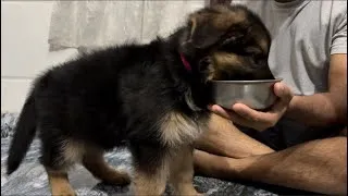 Thumbnail: The Cutest Bond Between Bella & Dad ❤️ | Bella The German Shepherd Puppy 