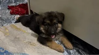 Thumbnail: Meet Bella ❤️ | The German Shepherd Puppy