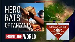 Thumbnail: How Rats Helped Save Human Lives | Tanzania: Hero Rats (full documentary) | FRONTLINE/World