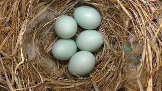 Thumbnail: Bluebirds Hatch FYV