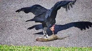 Thumbnail: Vulture Eats Squirrel FYV