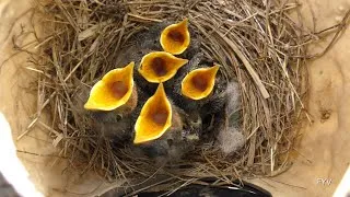 Thumbnail: Eastern Bluebird Nestlings FYV