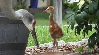 Thumbnail: Sandhill Crane Chick FYV