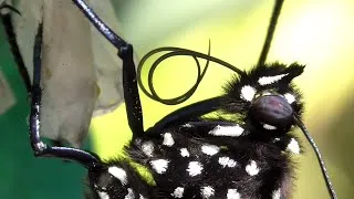 Thumbnail: Monarch Butterfly Head FYV