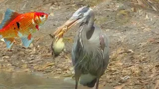 Thumbnail: Bird Eats Duckling Hunts Goldfish Gets Blasted FYV