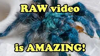 Thumbnail: Happy New Year! (I filmed some bugs)