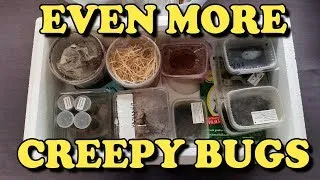 Thumbnail: Collection Update + Terraristika Haul (New Animals!)
