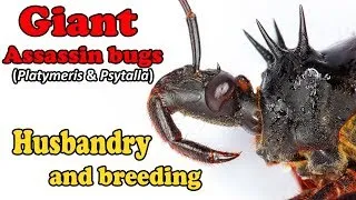 Thumbnail: How to care for Giant Assassin Bugs (Platymeris & Psytalla)