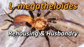 Thumbnail: Linothele megatheloides - Rehousing, Husbandry and Myth Busting