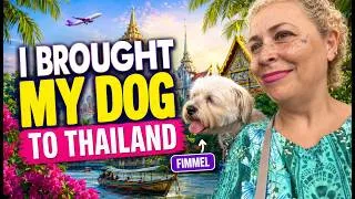 Thumbnail: Moving to Thailand With Your Dog? Watch This First. ⭐⭐⭐⭐⭐