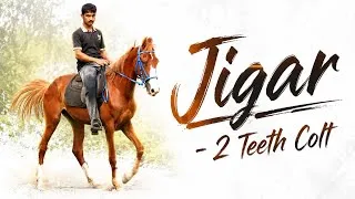 Thumbnail: Jigar - 2 Teeth Colt Available at Choudhary Horse Farm in Padgha, Mumbai 