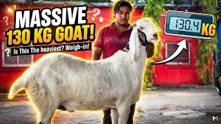 Thumbnail: Massive 130 KG Sojat Khassi Goat at Al Ahmed Goat Farm Mumbai