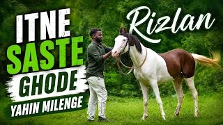 Thumbnail: Sirf 70 Hazar Mein Itna Sundar Ghoda at Choudhary Horse Farm Padgha Mumbai