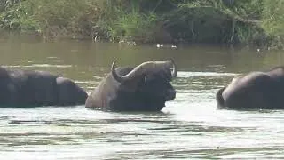 Thumbnail: 3 Buffaloes Standing Strong in the Middle of the River 🐃🌊