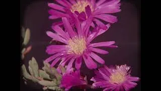 Thumbnail: Jeffrey Silverstein - Patchouli [Official Visualiser]