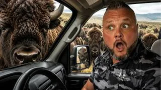 Thumbnail: Lost in the Wild: Surrounded by Buffalo Herd
