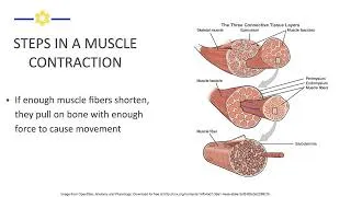 Thumbnail: EXSC 7200.3.4 Muscle Steps in a Contraction