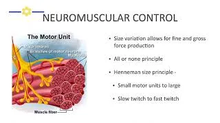 Thumbnail: EXSC 7200.3.3 Muscle Neuromuscular Control