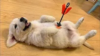 Thumbnail: When God Accidentally Turns Your Dog Into a Comedian 😂 Funniest Dog Videos 2026