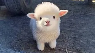 Thumbnail: You’ll Die Laughing at These Baby Animals 😂 Funniest Baby Animals Videos 2026