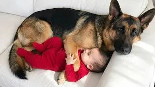 Thumbnail: When Your Dog Deserves the Best Babysitter Award 🏆❤️
