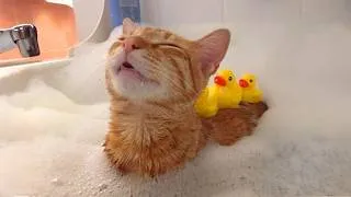 Thumbnail: These FUNNY Cats Didn't Expect To Love Water This Much! 🤣
