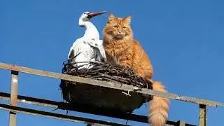 Thumbnail: Hilarious Cats Who Became Friends With Wild Animals in Unexpected Ways!🤣