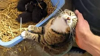 Thumbnail: When Your Cat Is So Proud to Be a Mom For The First Time...😂
