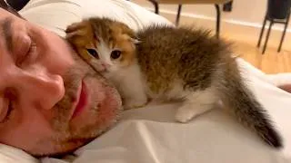 Thumbnail: These Adorable Kittens Love Their Dad and Stick To Him Like Glue! 🥰