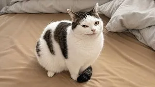 Thumbnail: These CATS Are Pure Entertainment 🤣Funny Cats Compilation