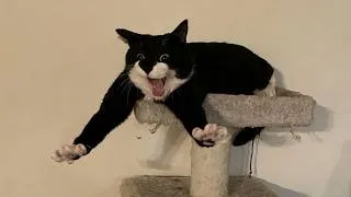 Thumbnail: These Cats Never Miss a Chance to Be Funny 😂