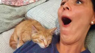 Thumbnail: Heartwarming Cat and Human Moments That Made Millions Smile ❤️