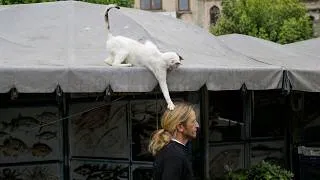 Thumbnail: When a Random Cat Decides to Pick Their Human ❤️
