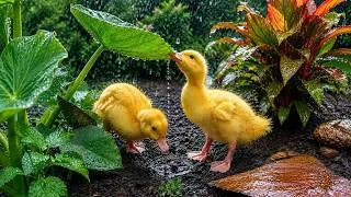 Thumbnail: Cute Ducklings Dancing in the Rain 🌧️🦆 Drinking Raindrops & Having Fun!