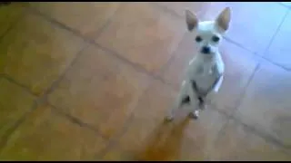 Thumbnail: Best dancing chiwawa