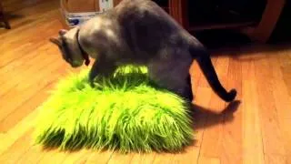 Thumbnail: Funny Cat FAIL Video