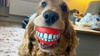 Thumbnail: Try Not To Laugh 😂 Video Of Strange Reactions Of Dogs And Cats 2023 [Funny Pets]