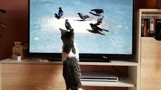 Thumbnail: Animals Reacting on TV 2023 [Funny Pets]