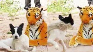 Thumbnail: Funniest Pranks On Dogs And Cats 2023 [Funny Pets]