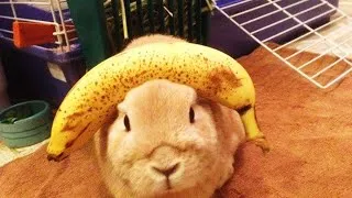 Thumbnail: Funny Bunny Videos 2023 [Funny Pets]