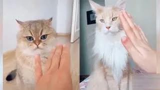 Thumbnail: FUNNY CATS VIDEOS