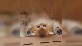 Thumbnail: CUTE KITTENS  VIDEOS