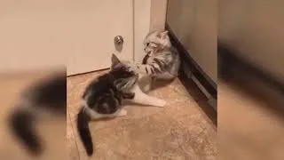 Thumbnail: FUNNIEST  KITTENS VIDEOS