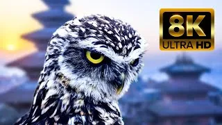 Thumbnail: Owl Amazing Bird | Owl 4k ULTRA HD Beautiful Scenes | Safe Animal Life