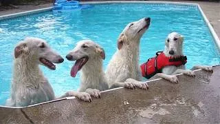 Thumbnail: These FUNNY Dogs Didn't Expect To Love Water This Much! 🤣