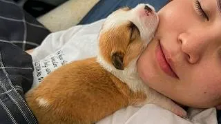 Thumbnail: You gotta admit PUPPIES are the most DRAMATIC! 🤣 Funniest PUPPIES Video